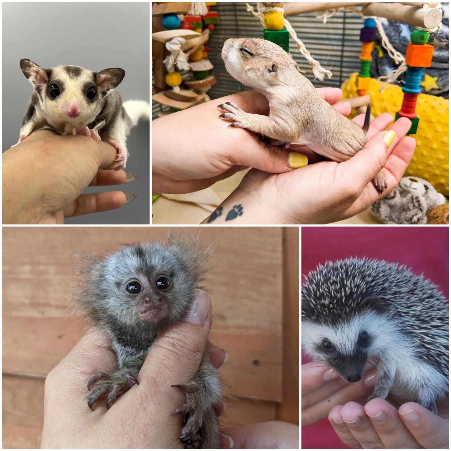 How To Order Small Exotic Pet