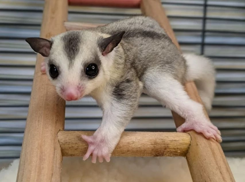 where to buy a sugar glider