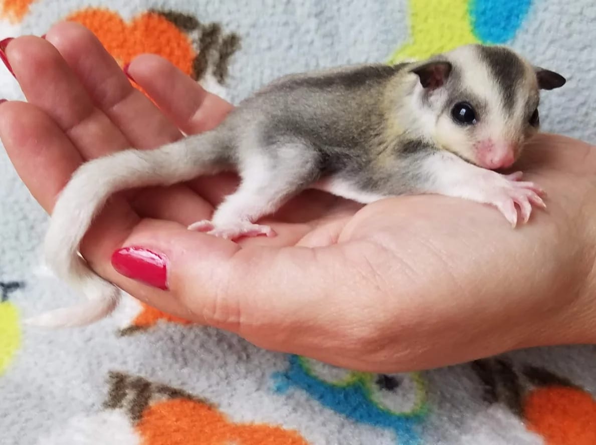 sugar glider near me