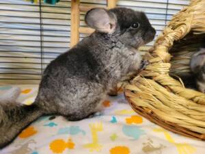 chinchillas for sale