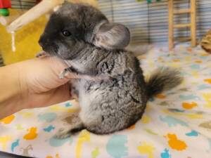 chinchillas for sale