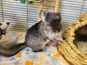 chinchillas for sale