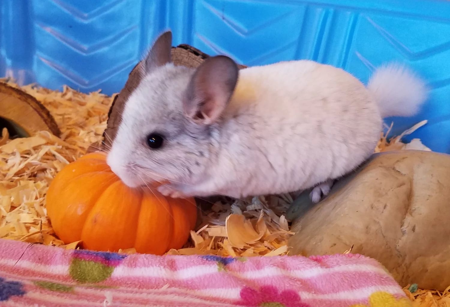 baby chinchillas for sale