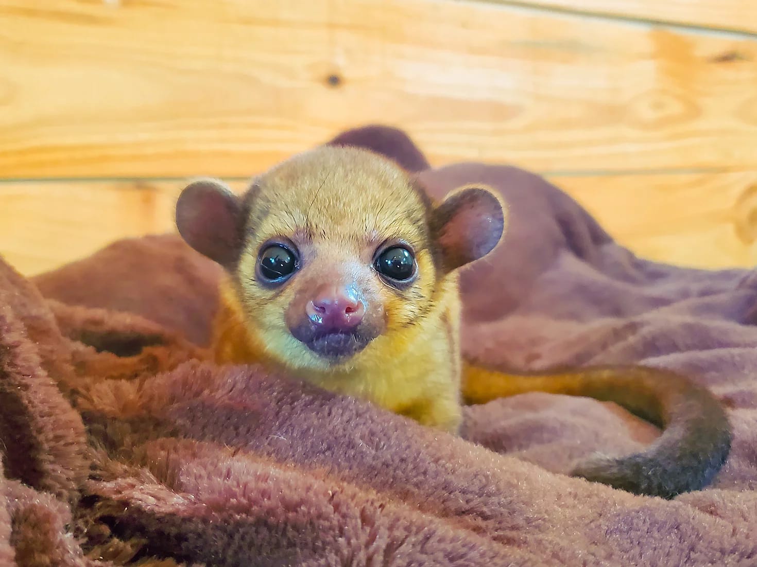 kinkajou