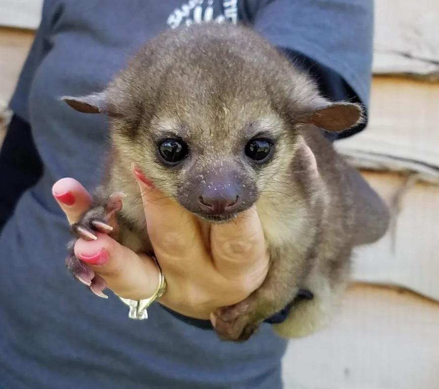 kinkajou pet