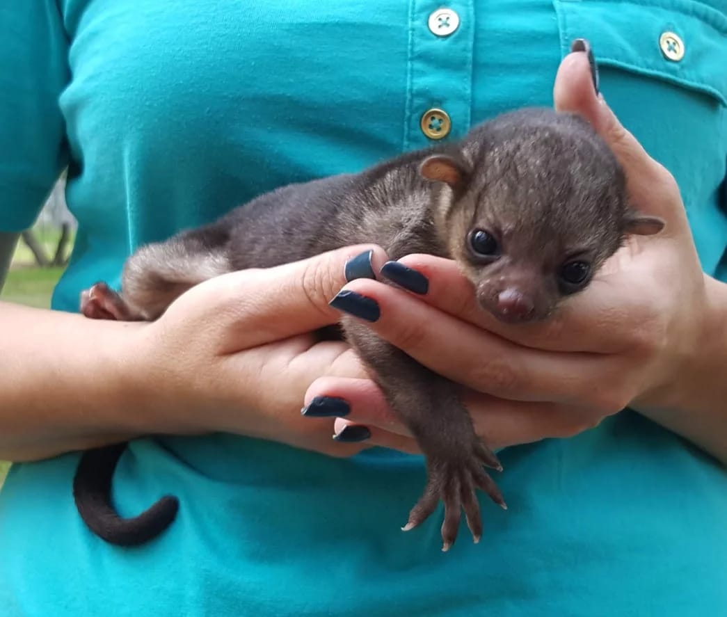 baby kinkajou