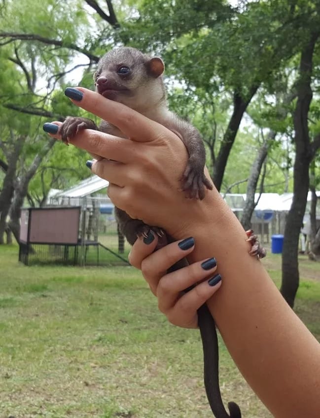 baby kinkajou