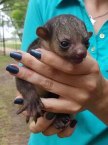 baby kinkajou