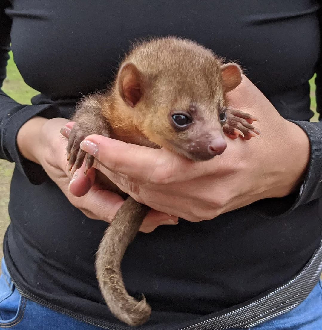 kinkajou for sale cheap