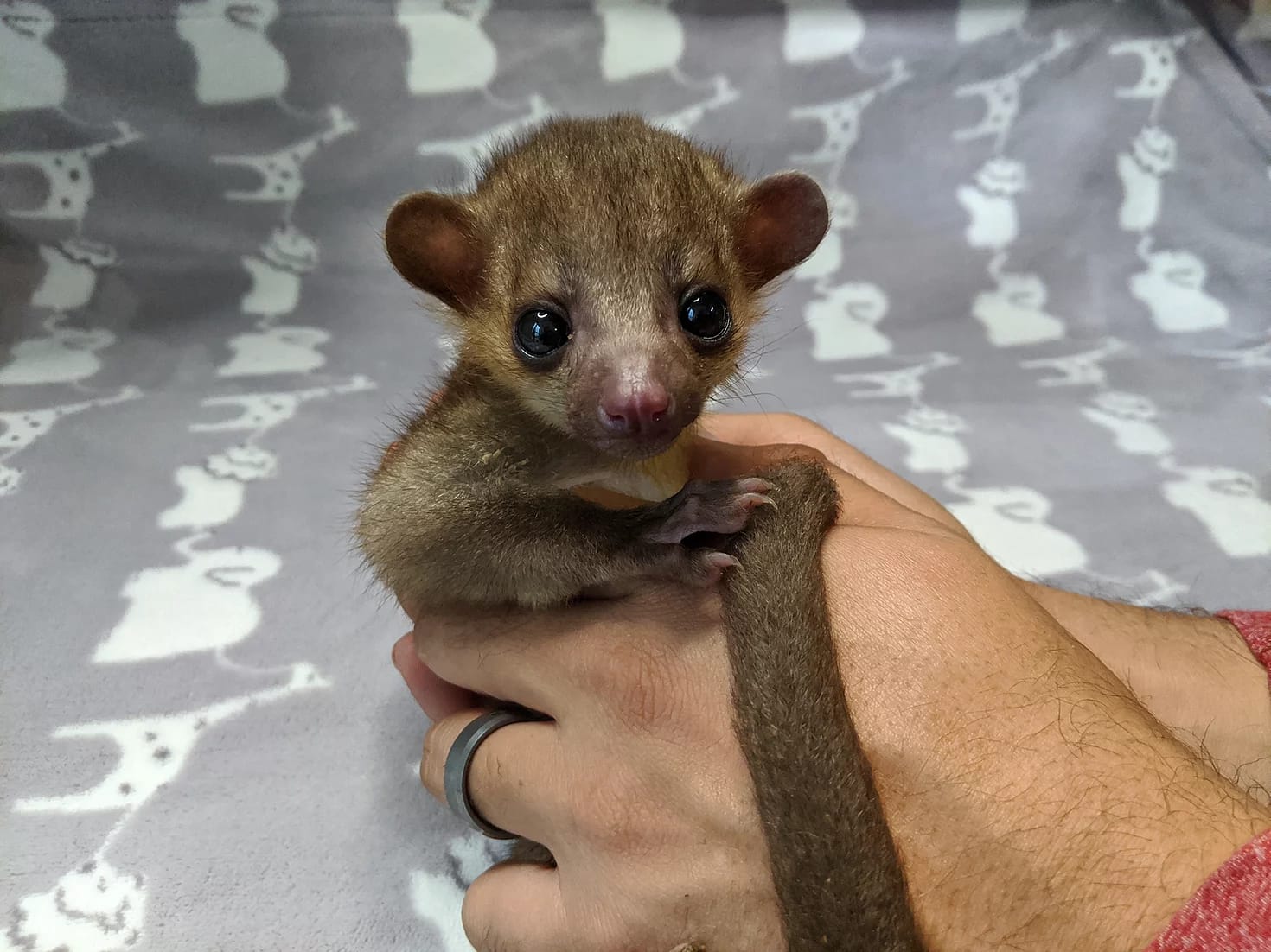 kinkajou for sale cheap