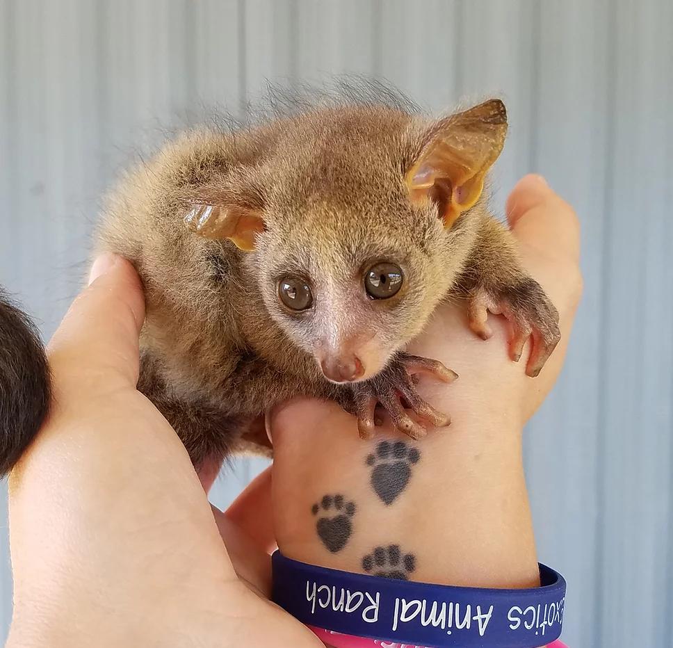 bush babies for sale