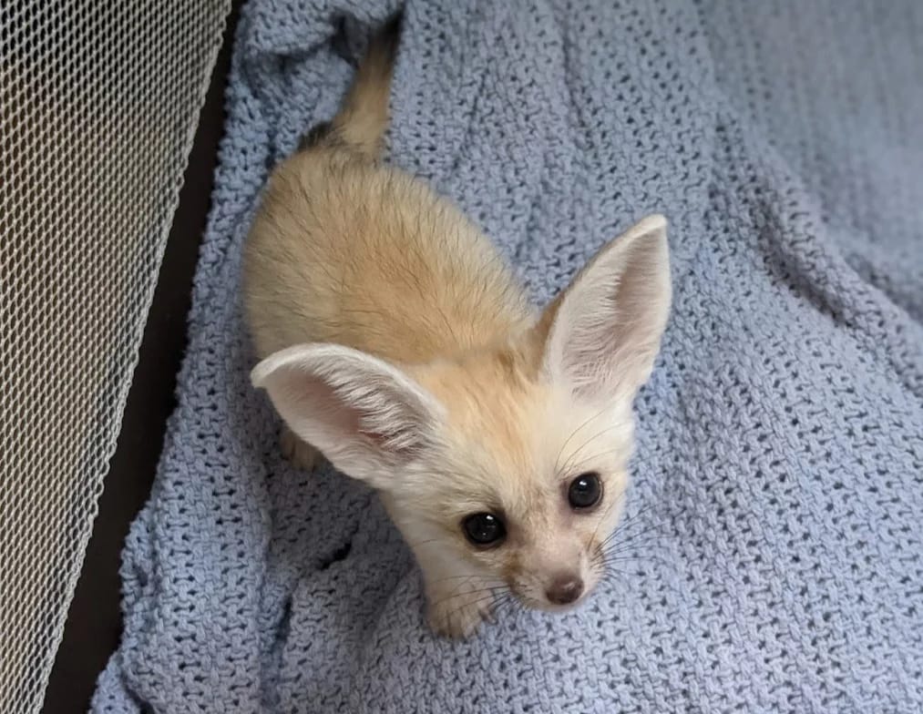 buy fennec fox