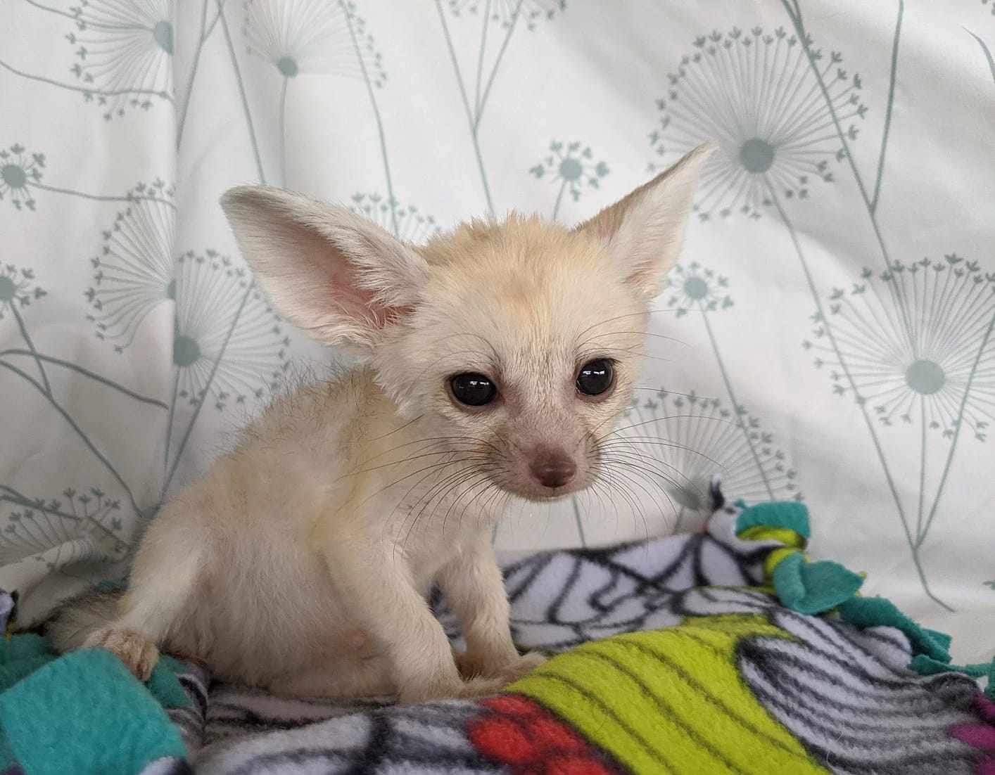 fennec fox breeders