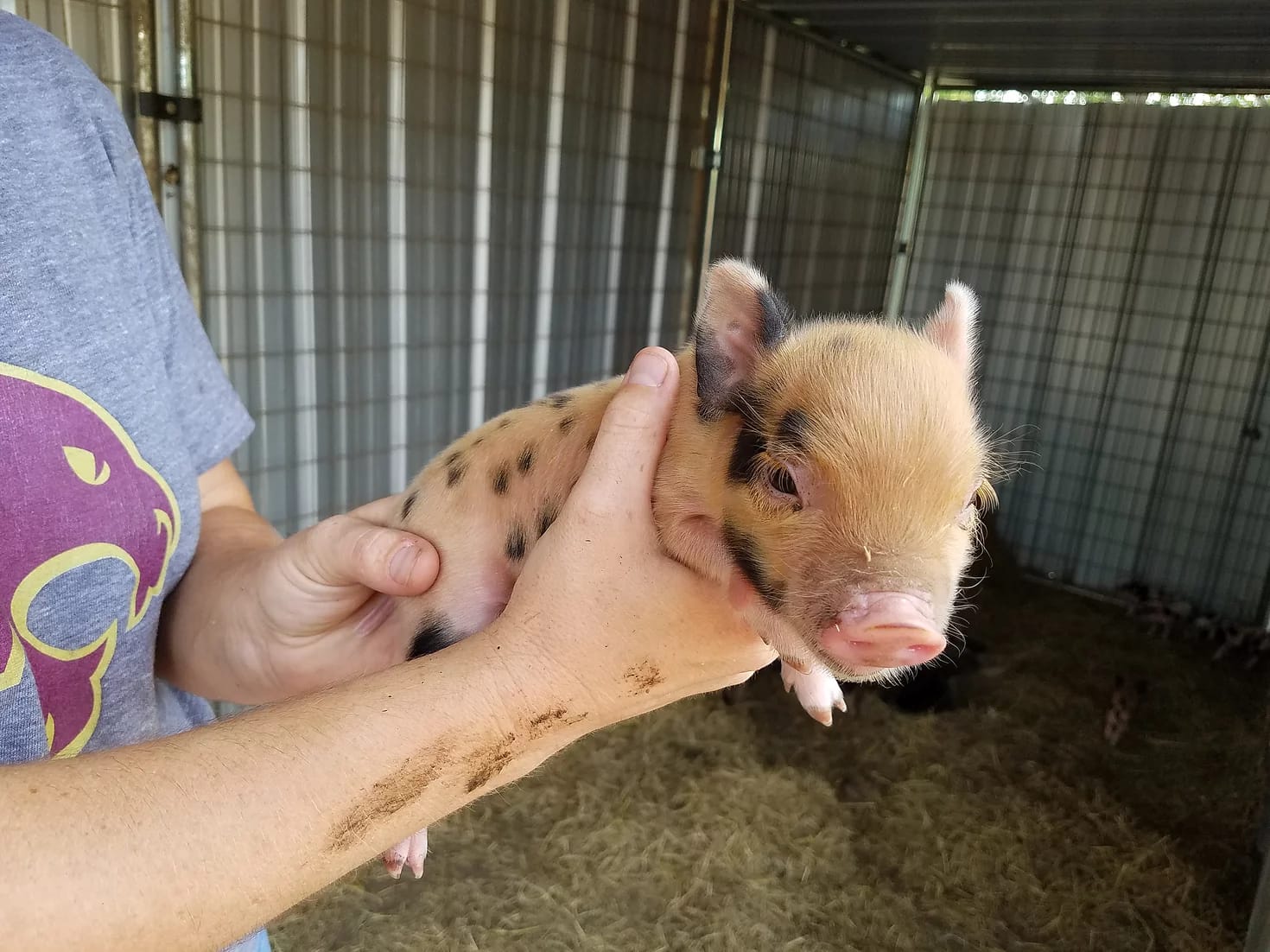 teacup pig