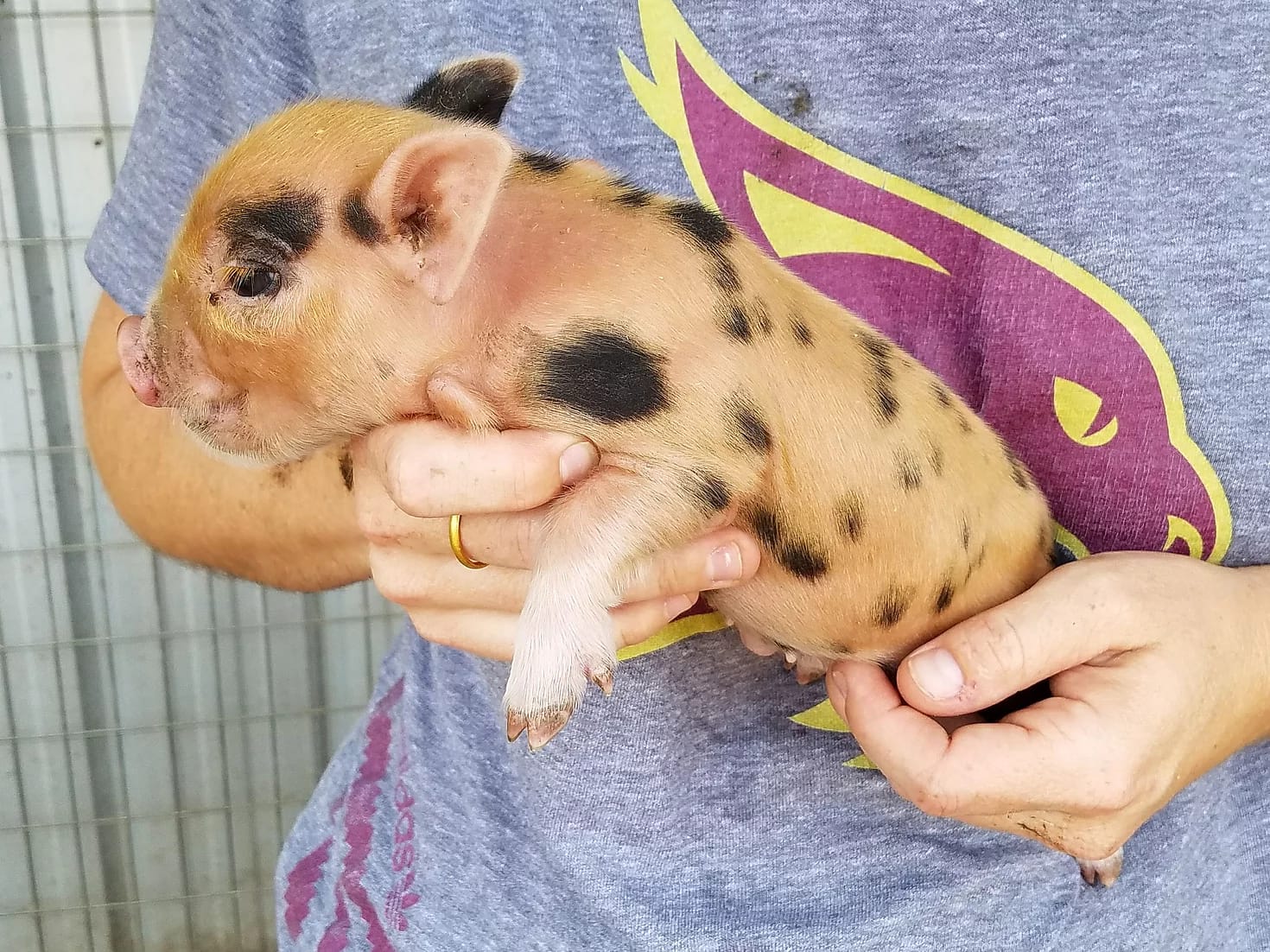 teacup pig