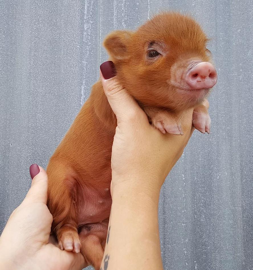 miniature pig