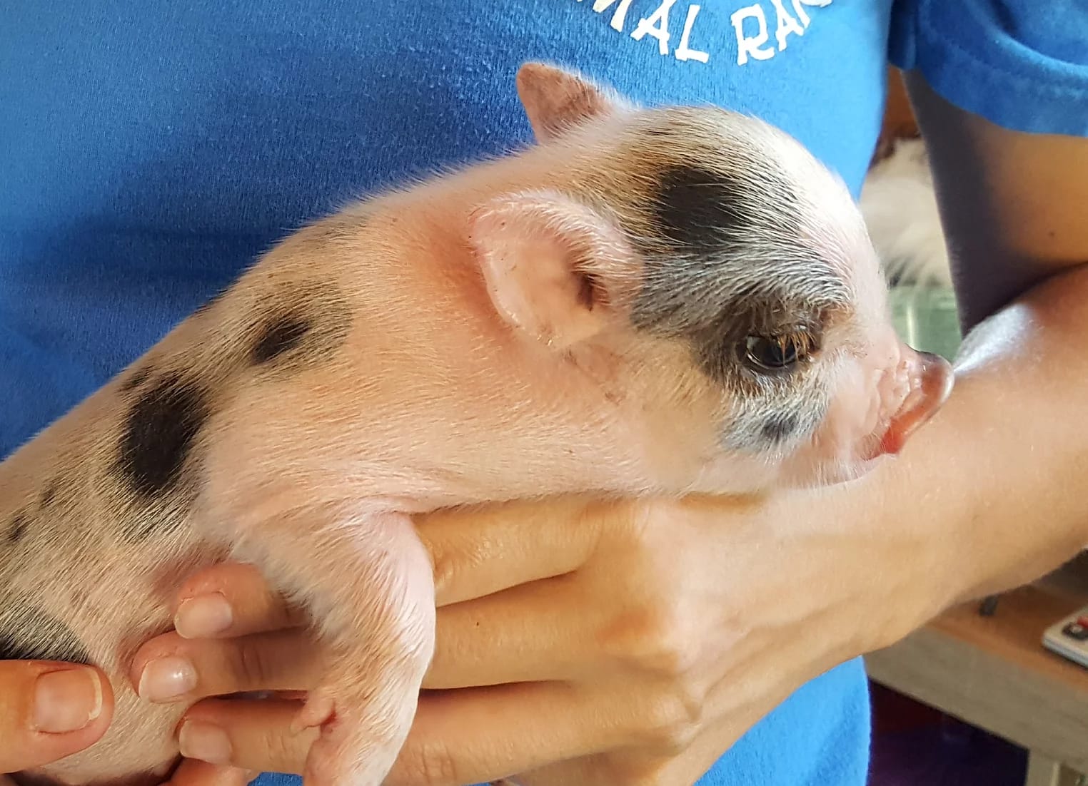 baby teacup pig