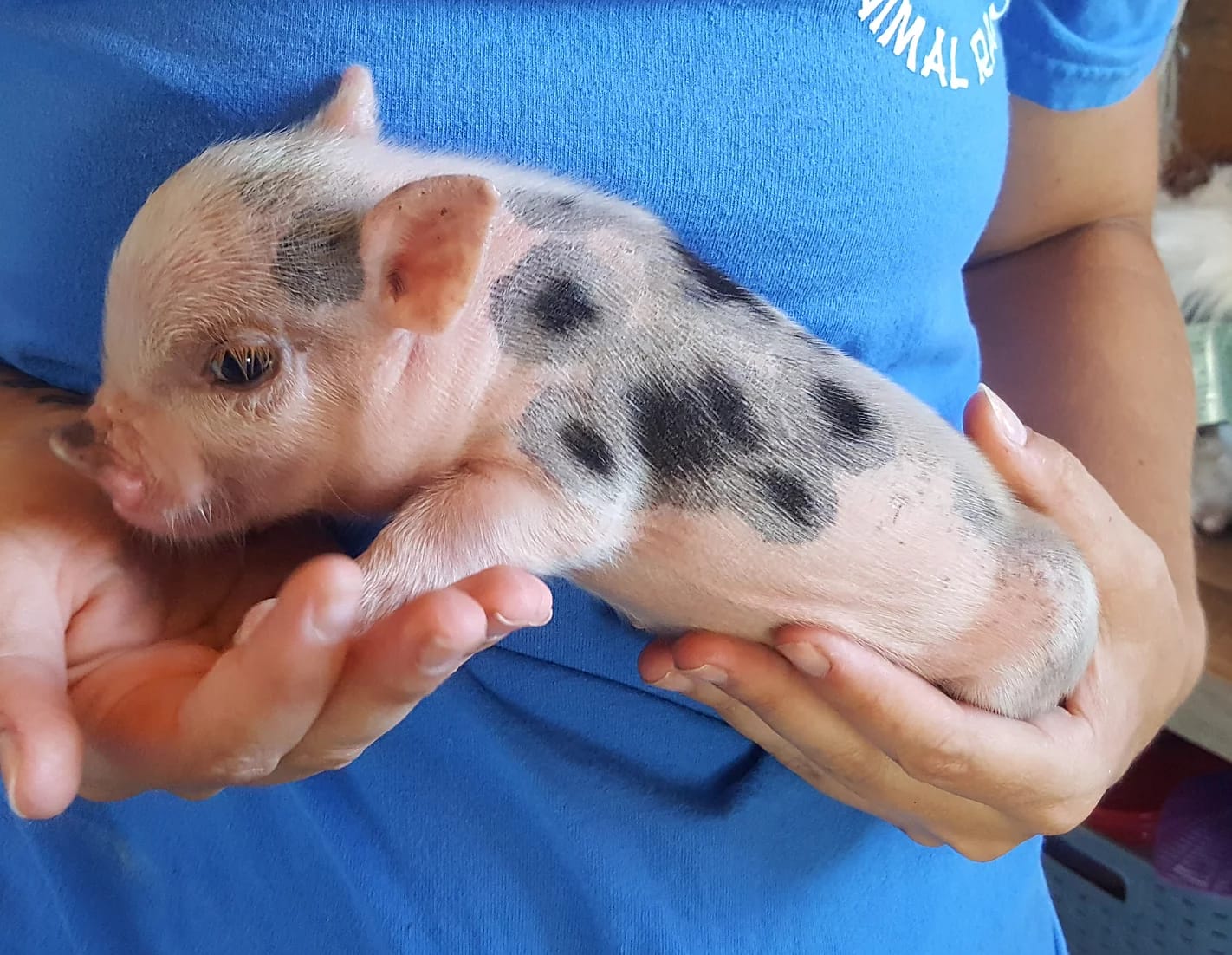 baby teacup pig