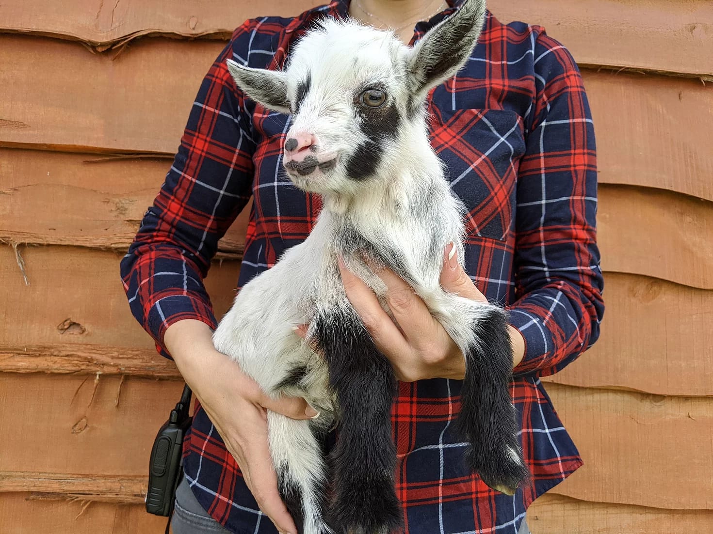 baby goats for sale