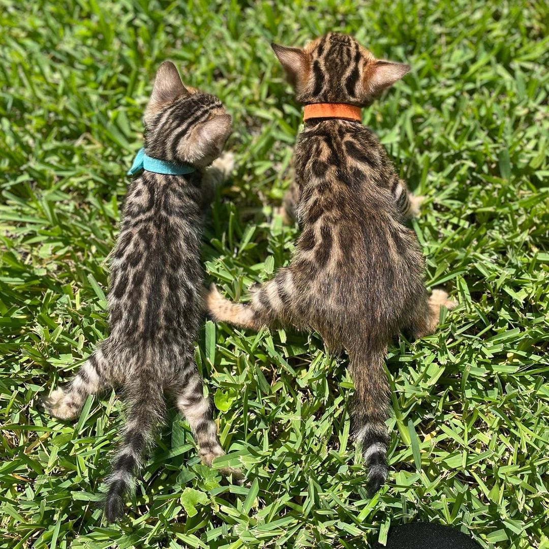 bengal cat for sale