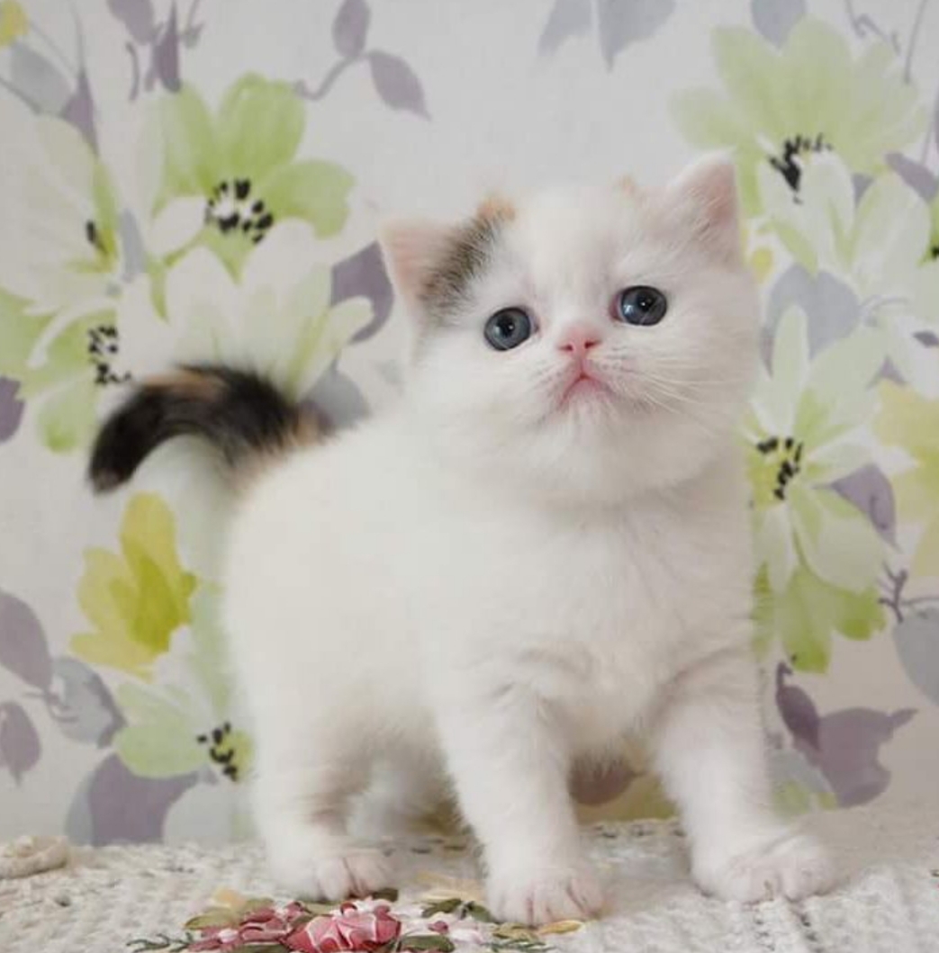 scottish fold cat for sale