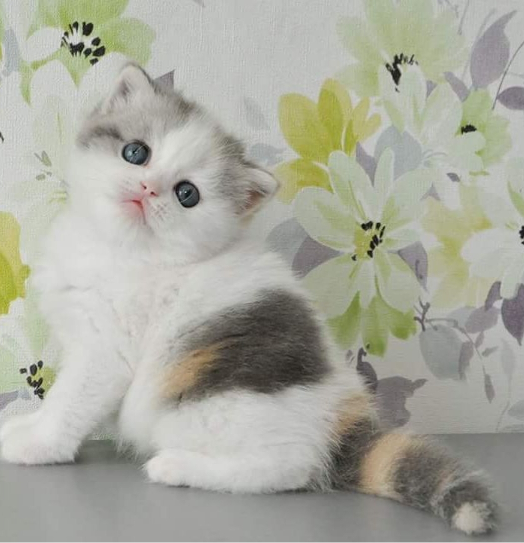 scottish fold cat for sale