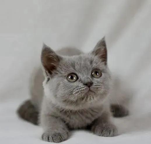 British shorthair for sale,