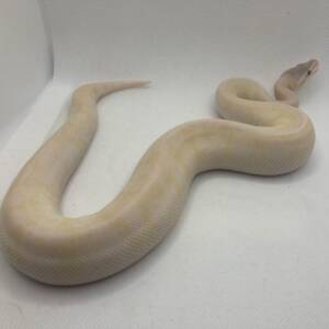 Super Mojave Ball Python