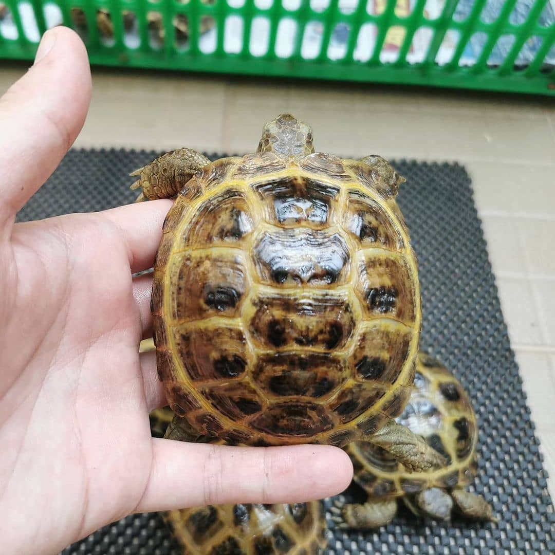 Russian tortoise for sale