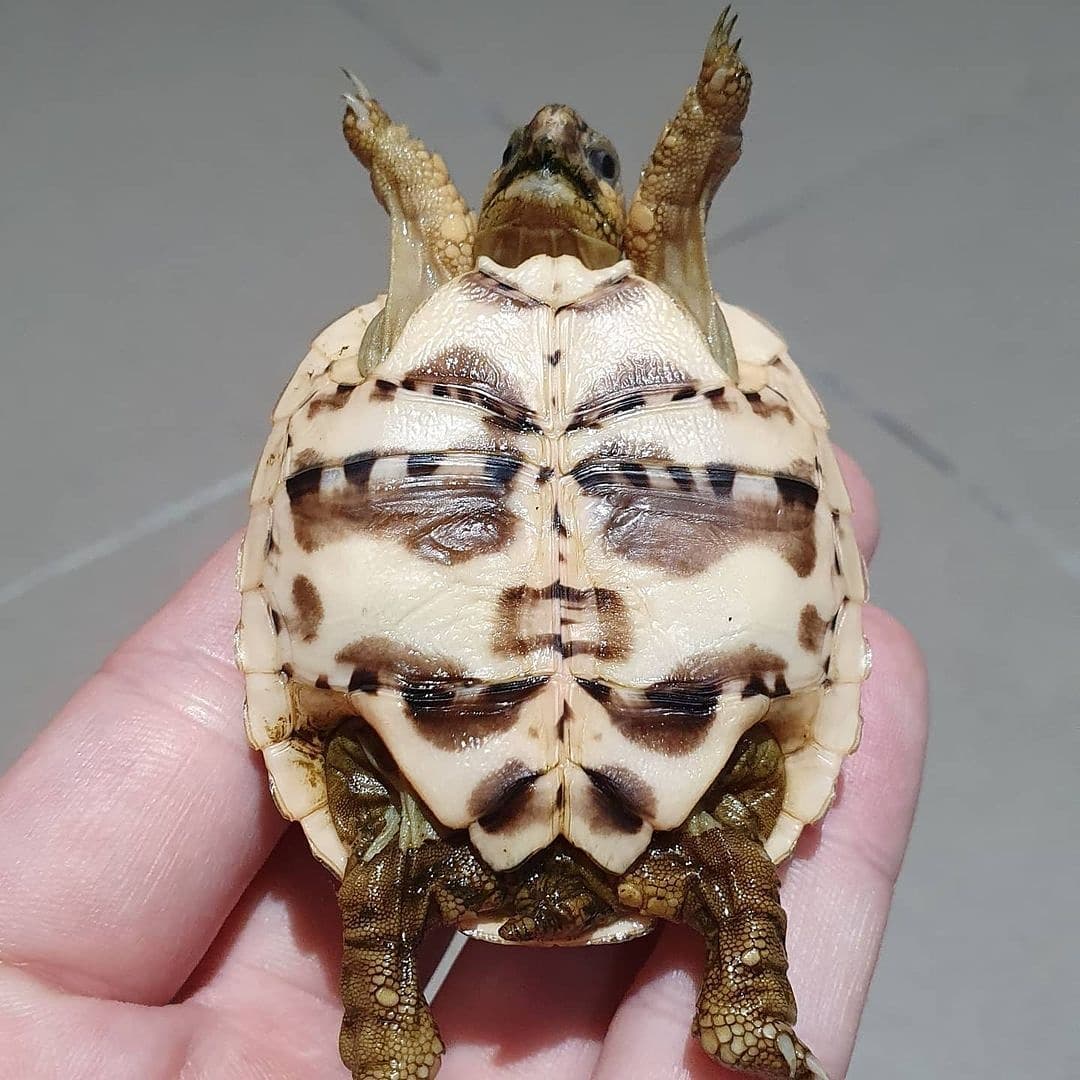 Indian star tortoise