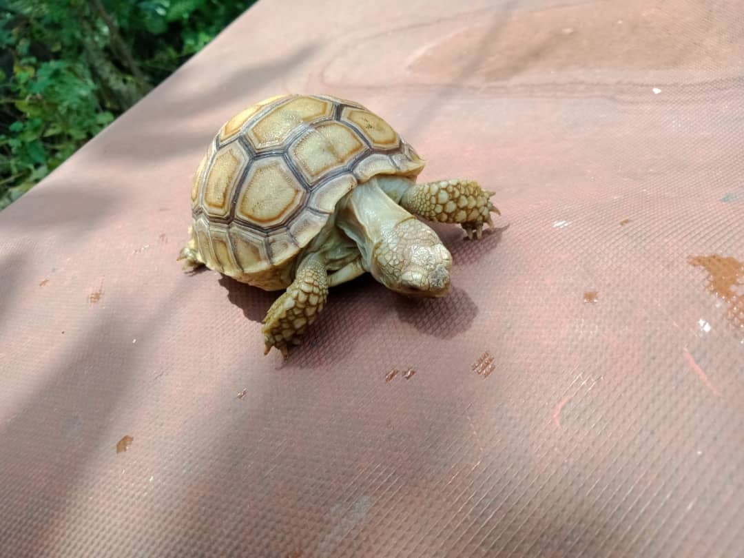 sulcata tortoise for sale