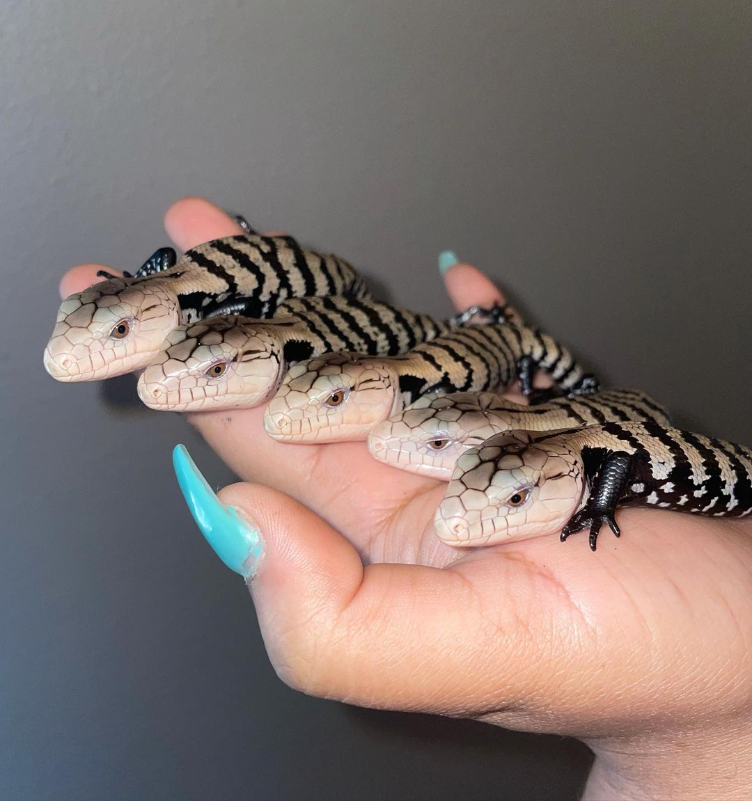 Indonesian blue tongue skink,