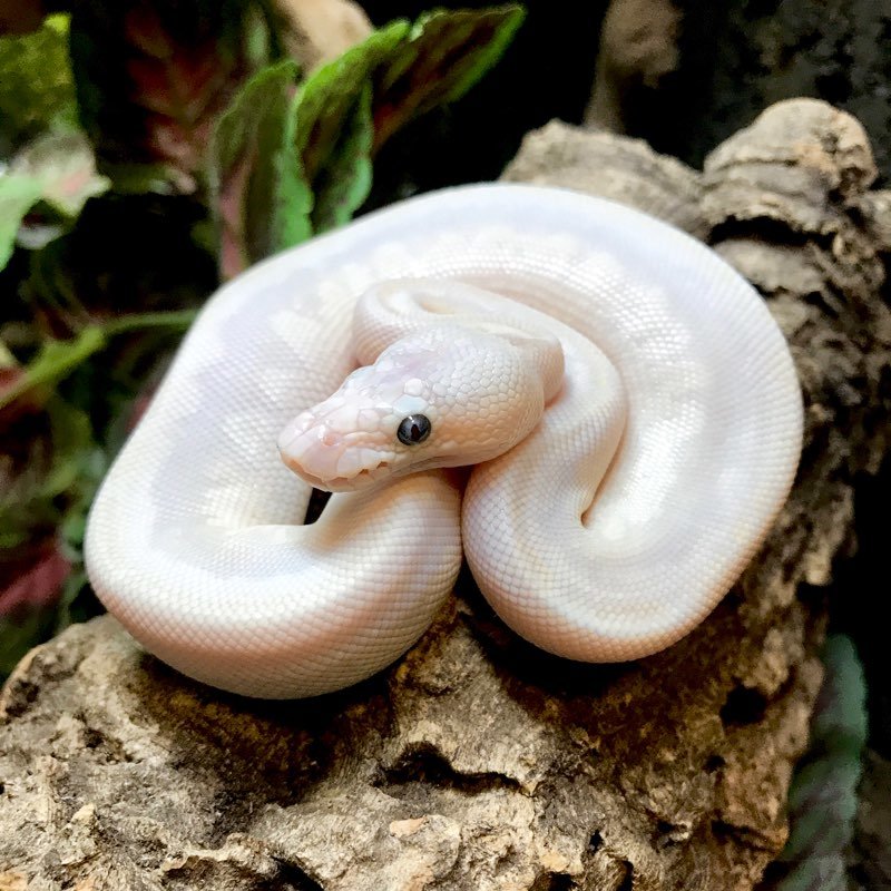 Blue Eyed Leucistic Ball Python