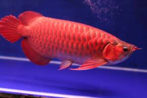 Buy Super Red Arowana for sale