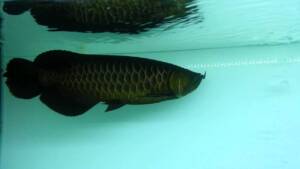 Asian Black Arowana for sale