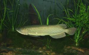 Buy Leichardti Arowana For Sale