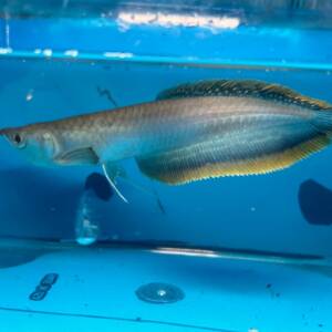 Buy Blue Black Arowana for sale