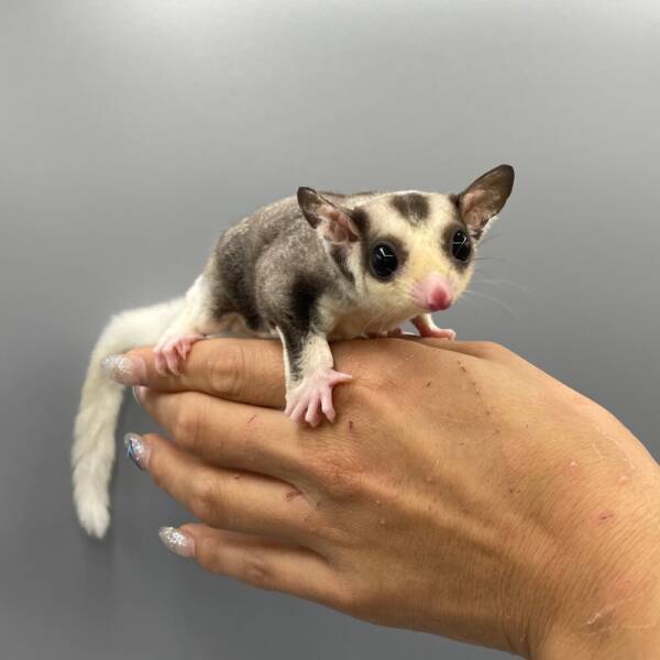 sugar glider for sale