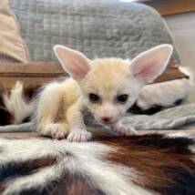 fennec fox for sale