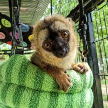 LEMUR BABIES FOR SALE