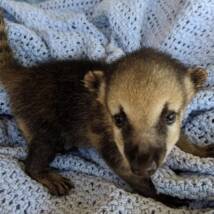 coatimundi for sale