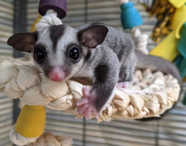 sugar glider for sale