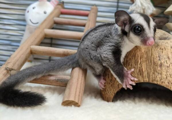 sugar glider for sale