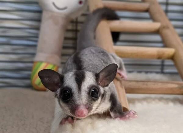 sugar glider for sale