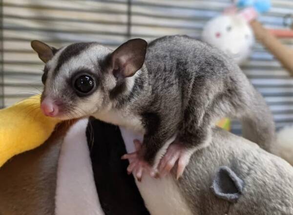 sugar glider for sale