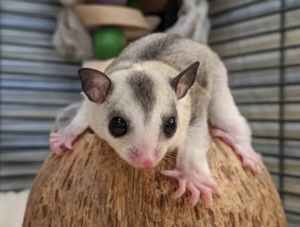 where to buy a sugar glider