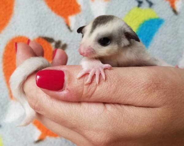 sugar glider near me