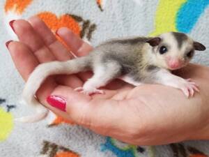 Sugar Glider Near Me | Ranch of Exotic Breeds – Your Trusted Source for Healthy Pets