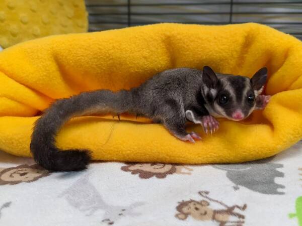 Discover Premium Sugar Glider Breeders at Ranch of Exotic Breeds – Your Guide to Origin, Care, Nutrition & More!