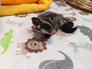 sugar glider breeders